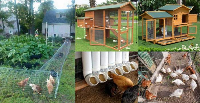 Diy chicken coop and run