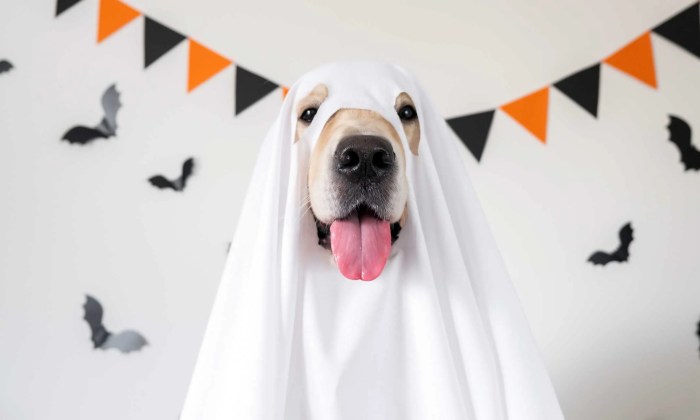 Dalmatian dog costume diy